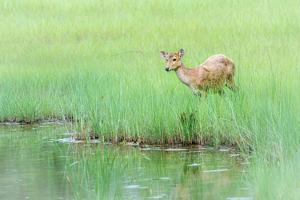 Long-term Ecological Survey of Vanishing Hog Deer (Axis porcinus) in Nepal`s Grasslands