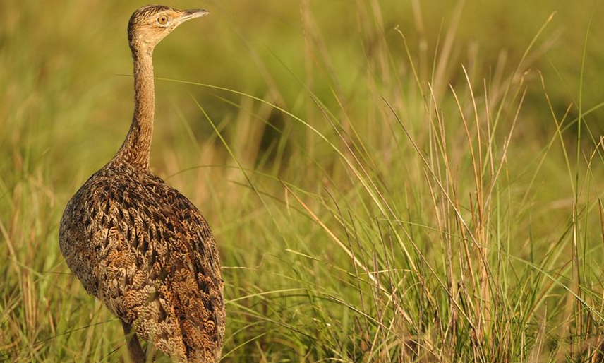 Population and Habitat Dynamics of Bengal Florican (Houbaropsis bengalensis) in Nepal’s Protected Grasslands